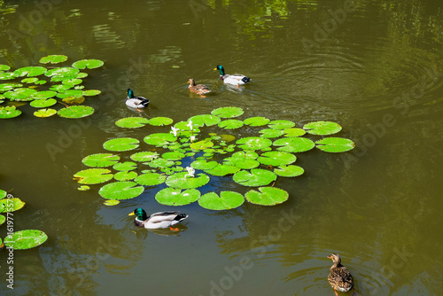 Top view of several ducks swimming gracefully in a pond filled with vibrant green lotus leaves and blooming water lilies.