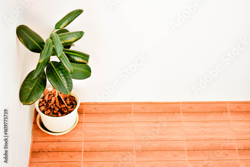 A Monstera Deliciosa houseplant in a decorative pot placed on a wooden floor
