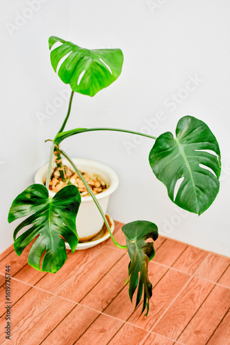 A Monstera Deliciosa houseplant in a decorative pot placed on a wooden floor