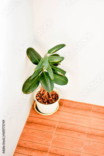 A Monstera Deliciosa houseplant in a decorative pot placed on a wooden floor