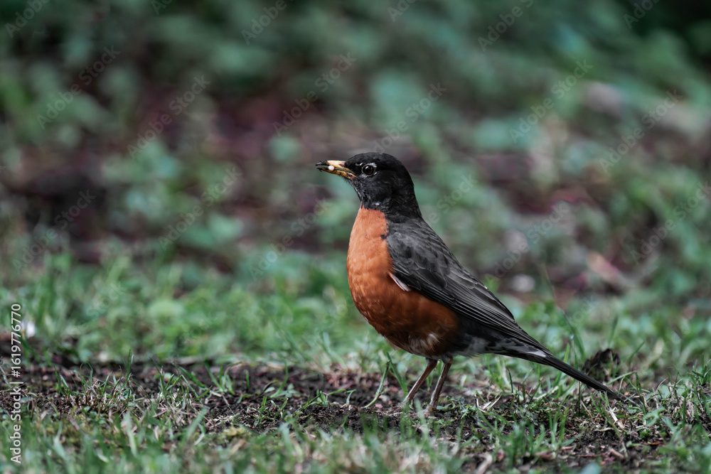 Fototapeta premium American robin (Turdus migratorius).