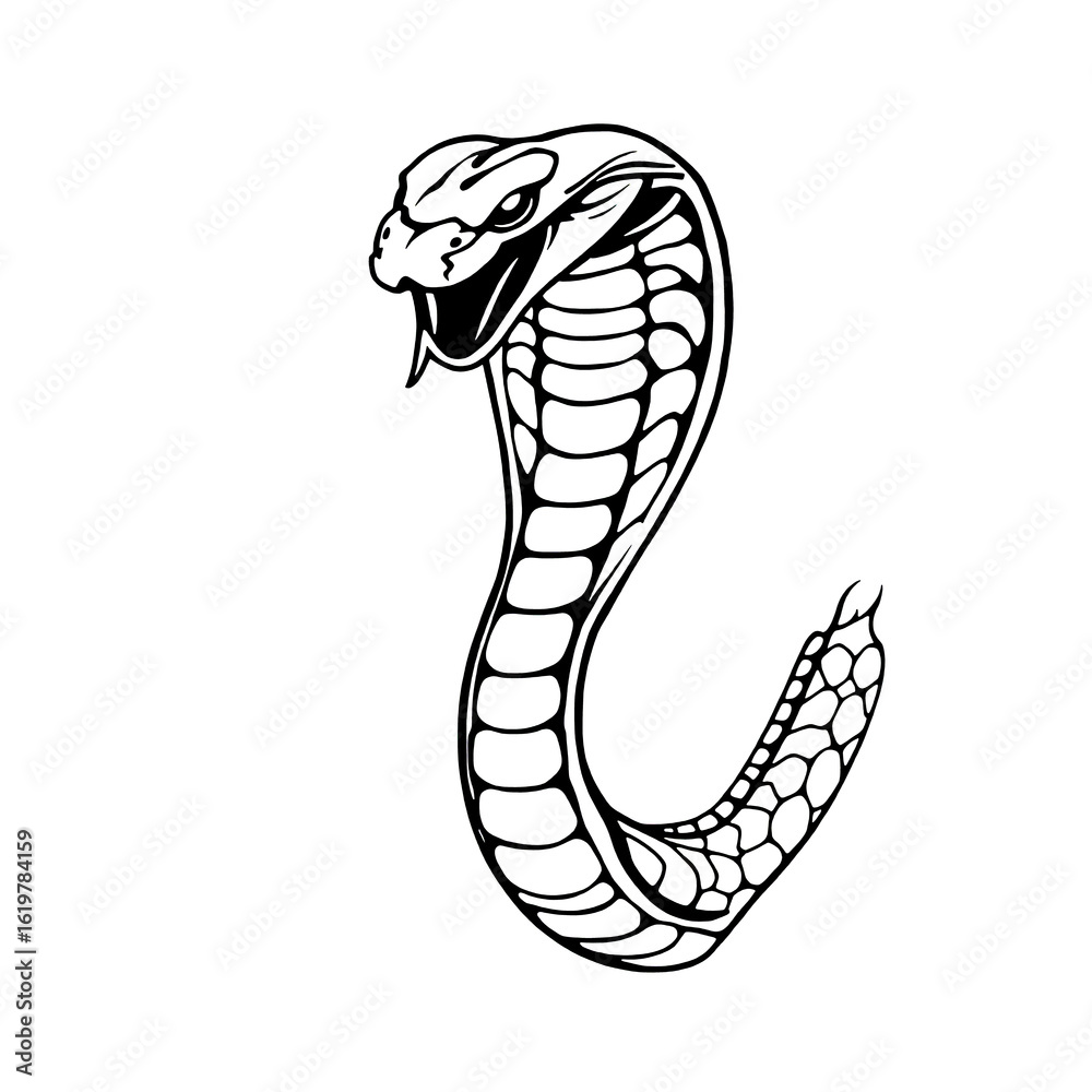 Fototapeta premium Cobra in alert position with upright head.