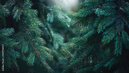 Close up of lush green pine tree branches with needles. Nice fir branches. Close up. Wonderful background for your text. Christmas decoration. Winter holidays mood of Christmas tree branches.