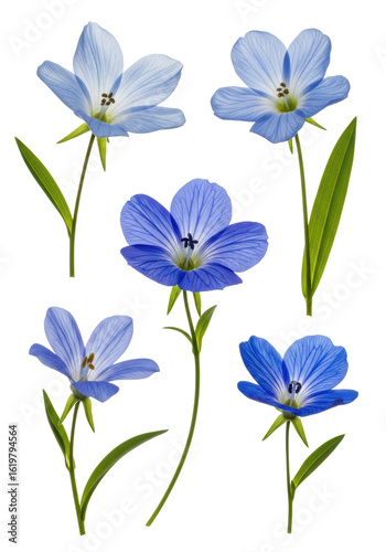 Six individual blue flowers, distinct with intricate, translucent petals in varying blue hues and slender green stems, on a transparent seamless studio background with soft lighting, showcasing their