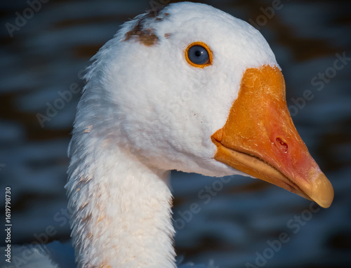 Anser anser domesticus