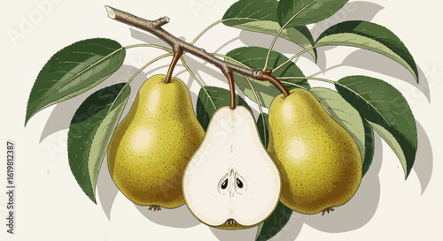 Pear Branch with Whole and Sliced Fruit – Botanical Vector Illustration