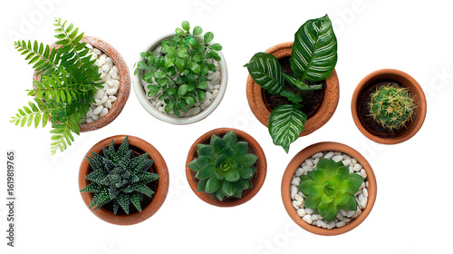 Decorative Plants in Pots: A flat lay of decorative plants in pots, showcasing greenery and small cacti, isolated on a Transparent background, PNG file.