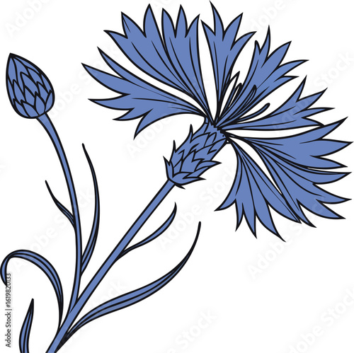 Elegance of Blue Cornflower: A delicate illustration unveils the intricate beauty of a blue cornflower, with detailed petals, stem, and buds. Capturing the essence of nature's graceful design.