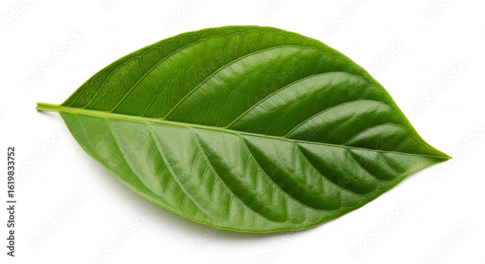 Fototapeta premium green leaf on white background