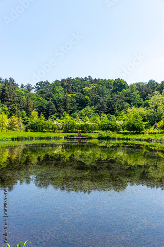 the river in the forest