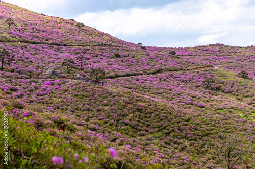 lavender field provence france