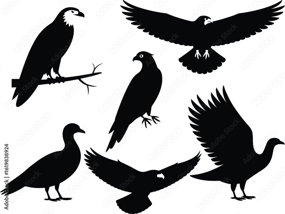 Obraz premium Collection of four bird silhouettes in various poses