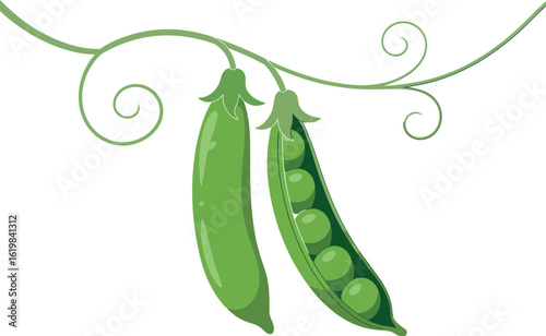 Illustration of two green pea pods hanging from a vine with a white background simplicity