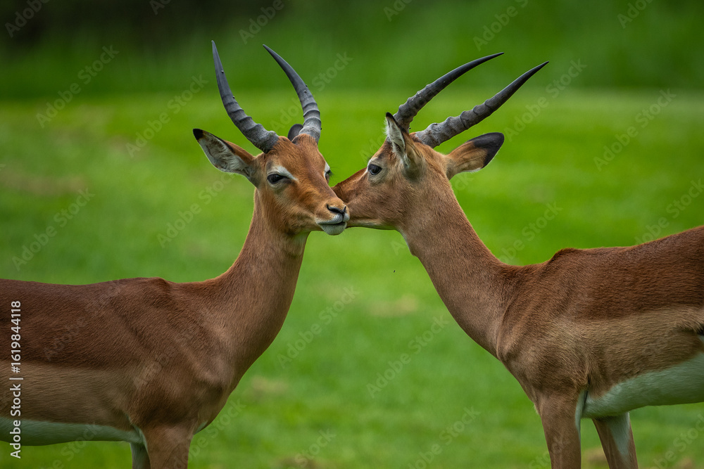Obraz premium Two impalas (Aepyceros melampus) interacting with each