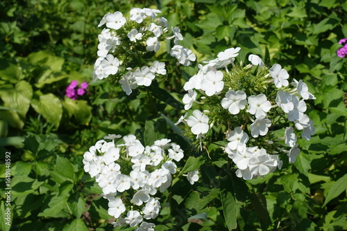 Bilde på lerret Buds and white flowers of Phlox paniculata in mid July
