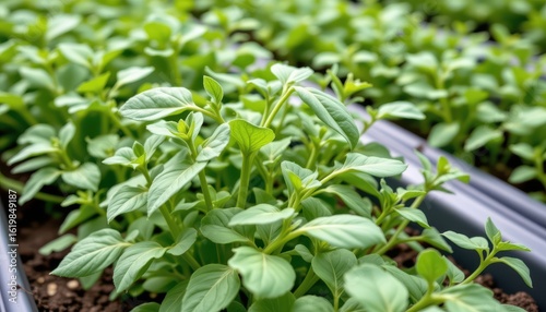 Wallpaper Mural arugula matures quickly and thrives in greenhouse setups offering a spicy leaf crop that is ideal for repeat planting every few weeks. Torontodigital.ca