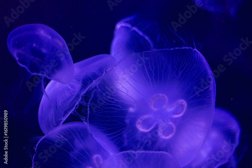 jelly fish in aquarium, underwater view with purple lighting, black background