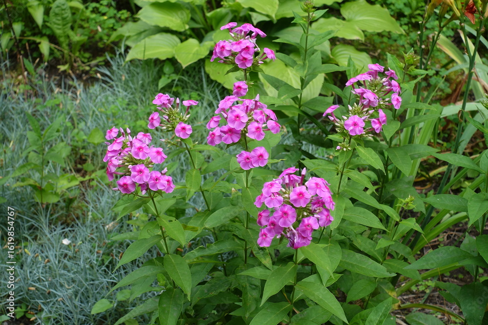Obraz premium Closed buds and pink flowers of Phlox paniculata in July