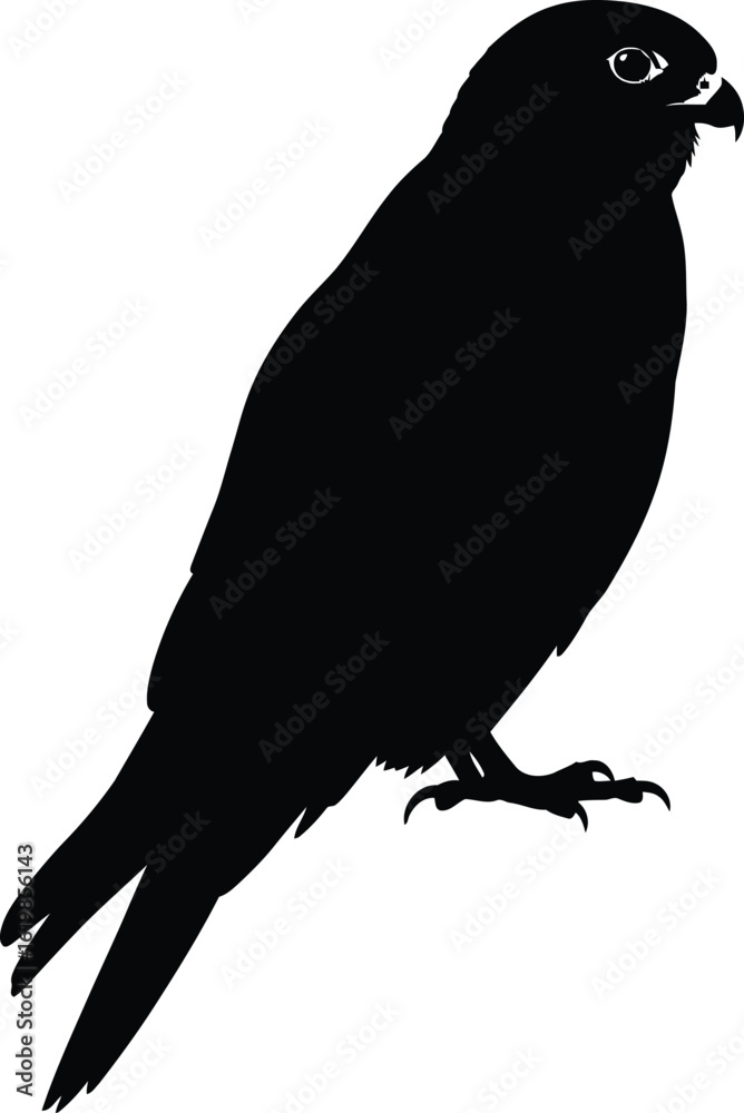 Fototapeta premium Silhouette of a falcon perched