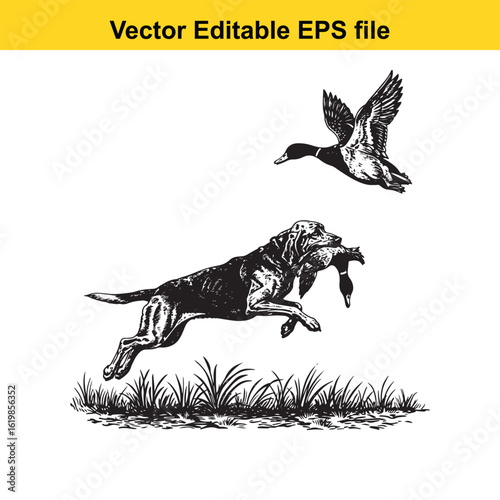 Bloodhound Vintage Black & White Hunting Dog Illustration with Muller Duck – Standing, Jumping, and Hunting Pose