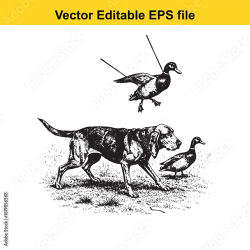 Bloodhound Vintage Black & White Hunting Dog Illustration with Muller Duck – Standing, Jumping, and Hunting Pose