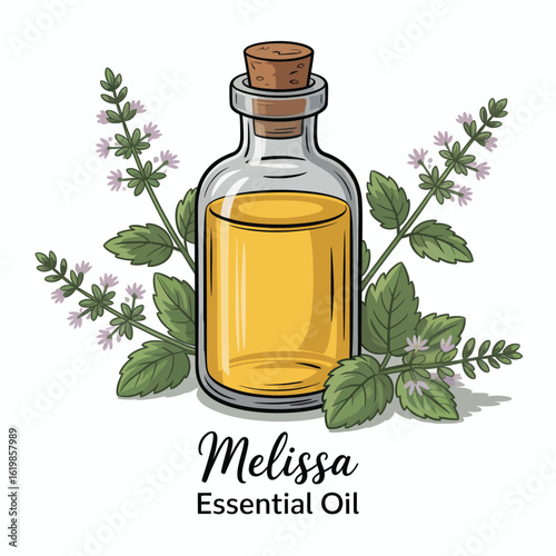 Glass bottle of melissa essential oil with fresh lemon balm plant illustration