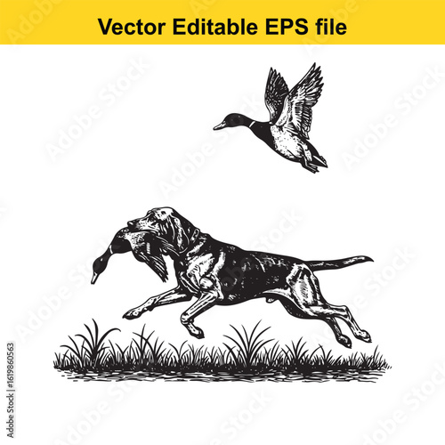 Bloodhound Vintage Black & White Hunting Dog Illustration with Muller Duck – Standing, Jumping, and Hunting Pose
