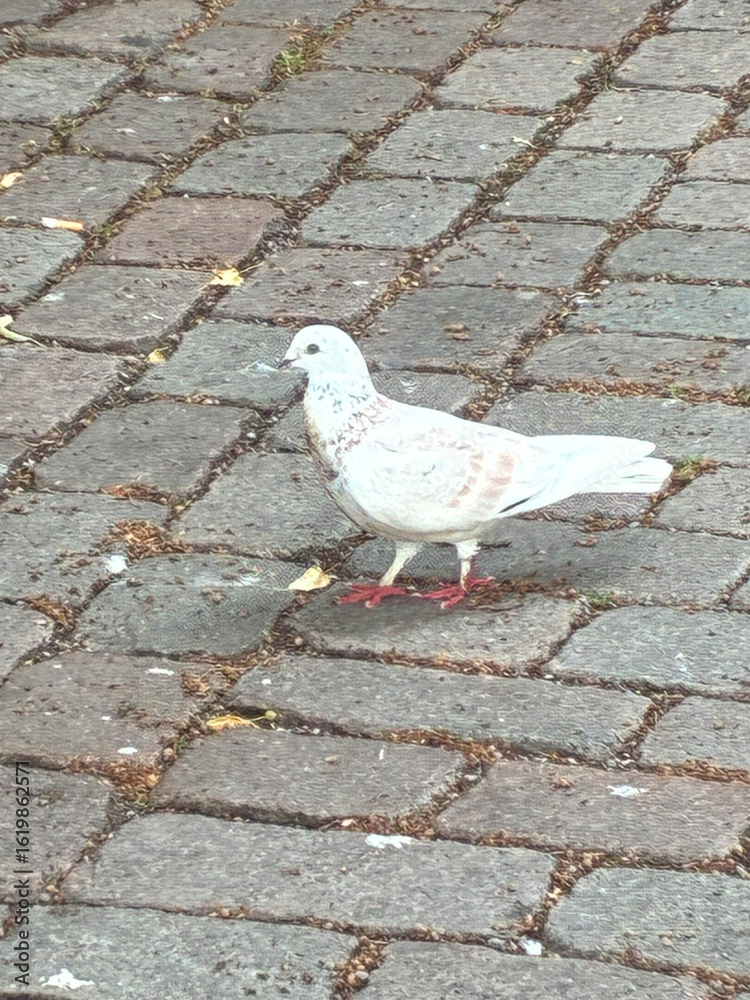 Obraz premium taube vogel stadt weiß