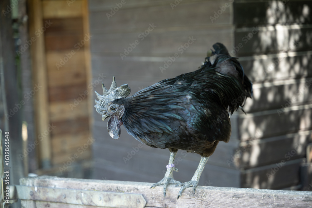 Fototapeta premium hühner vogel natur tier huhn hahn
