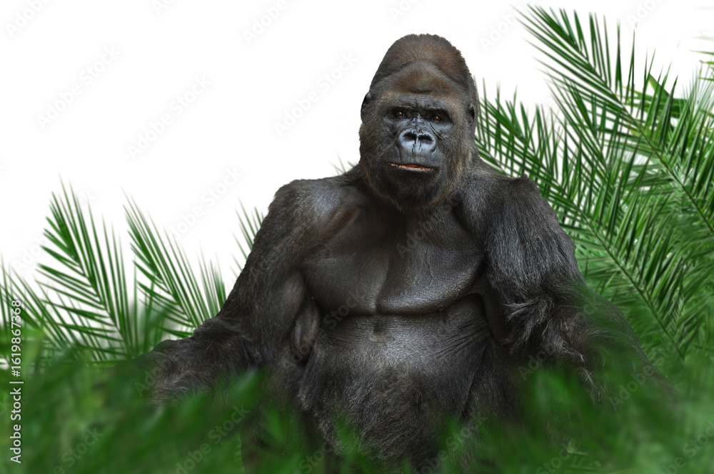 Obraz premium Affe 3