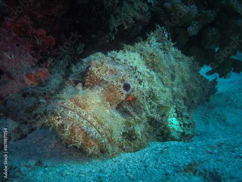 Camouflaged bearded scorpionfish resting at the bottom of the sea off the coast of Sumatra island