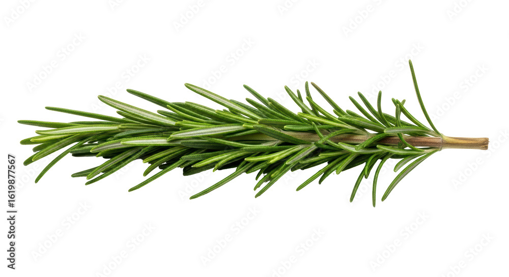 Fototapeta premium Isolated Rosemary