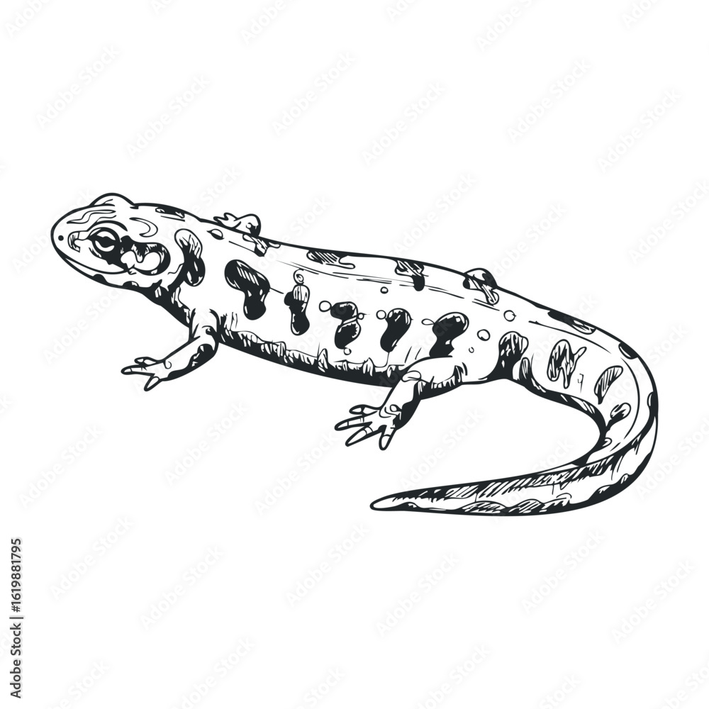 Naklejka premium Black and white sketch of a spotted salamander. Vector illustration
