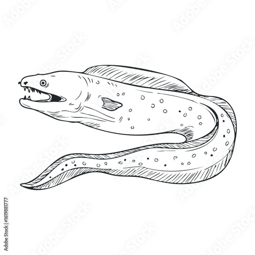 Hand-drawn moray eel illustration with detailed features and patterns. Vector illustration