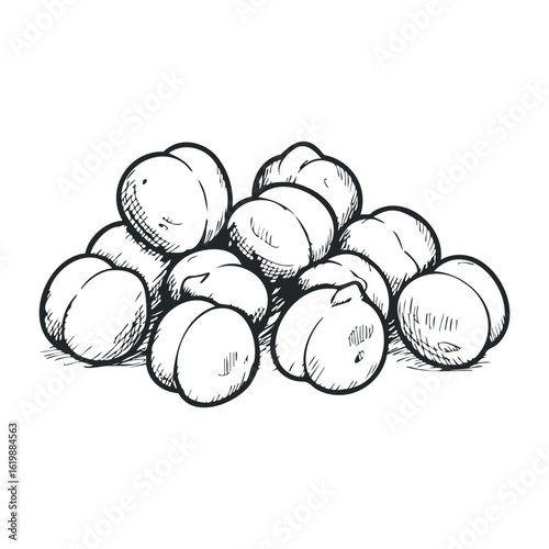 Black and white sketch of fresh peaches in a natural pile arrangement. Vector illustration