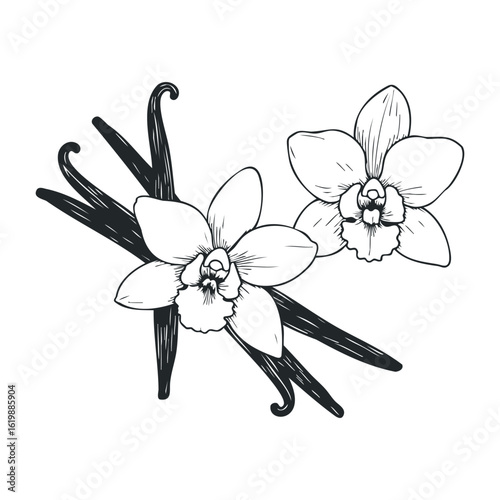 Vanilla orchid and pod drawing with detailed botanical line art. Vector illustration