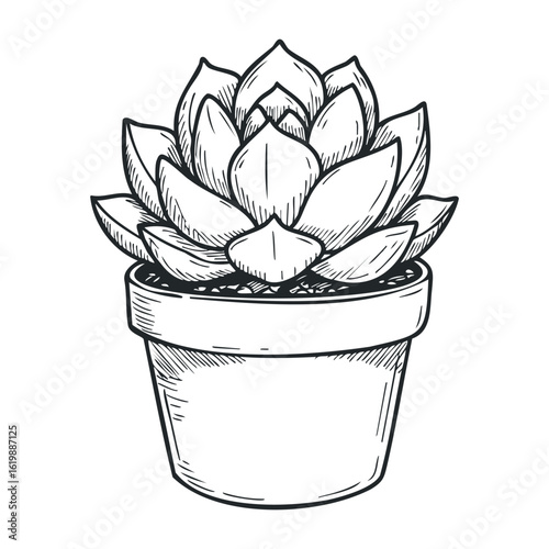 Black and white sketch of potted succulent plant with detailed leaves. Vector illustration