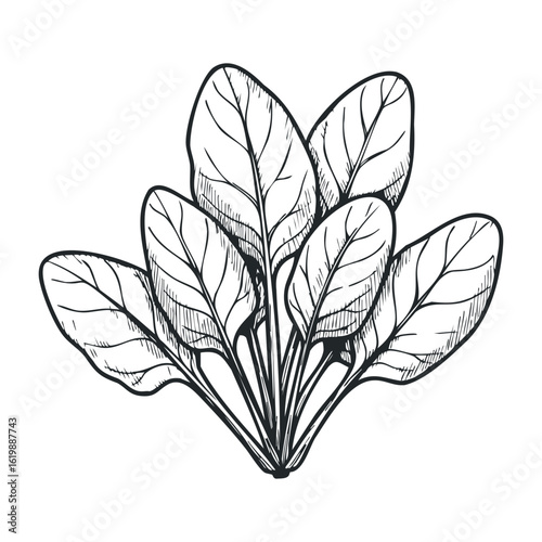 Black and white spinach leaves sketch: simple and elegant botanical illustration. Vector illustration