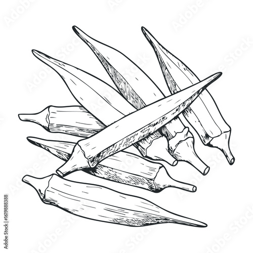 Black and white sketch of okra pods in a cluster. Vector illustration