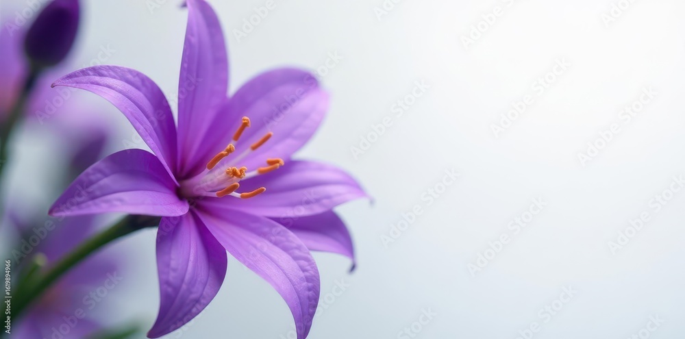 Obraz premium Intricate purple flower details, soft focus, clean white space, white, summer, macro photography