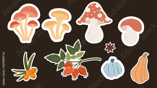 Set of mushrooms. Vector stickers with outlines. Pumpkins, sea buckthorn, fly agaric mushrooms.
