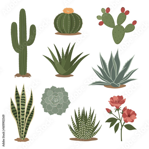 Cactus and succulent variety A vivid array of cacti and succulents, meticulously illustrated, showcasing the diverse beauty and unique textures of desert flora.