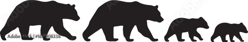 Black bear family walking in a line bears cubs