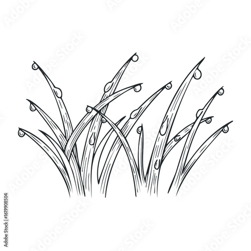 Grass blades with dew drops drawing in black lines. Vector illustration