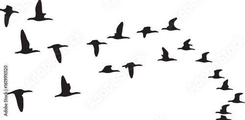 Flock of birds flying in formation silhouette black