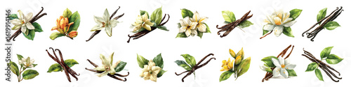 Set watercolor of vanilla flower pod aromatic essence spice isolated on transparent background