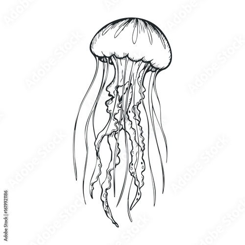 Black and white jellyfish sketch with flowing tentacles. Vector illustration