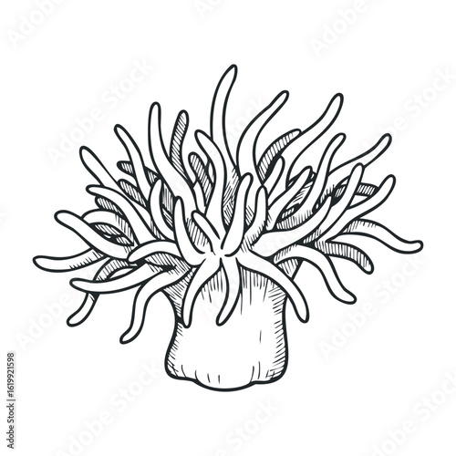 Hand-drawn sea anemone outline with tentacles in black. Vector illustration
