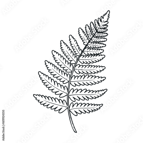 Black and white fern leaf outline drawing. Vector illustration