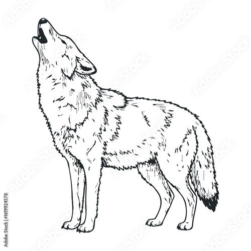Howling wolf outline drawing with detailed fur and expression in black and white. Vector illustration